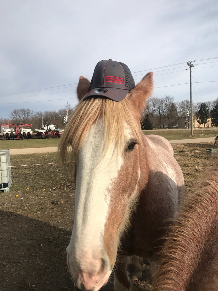 NextLevelAbby's tweet image. I befriended a Clydesdale who also  likes hats. He pulls people for charity in Mankato. You should visit him. kiwanisholidaylights.com 
#KiwanisHolidayLights