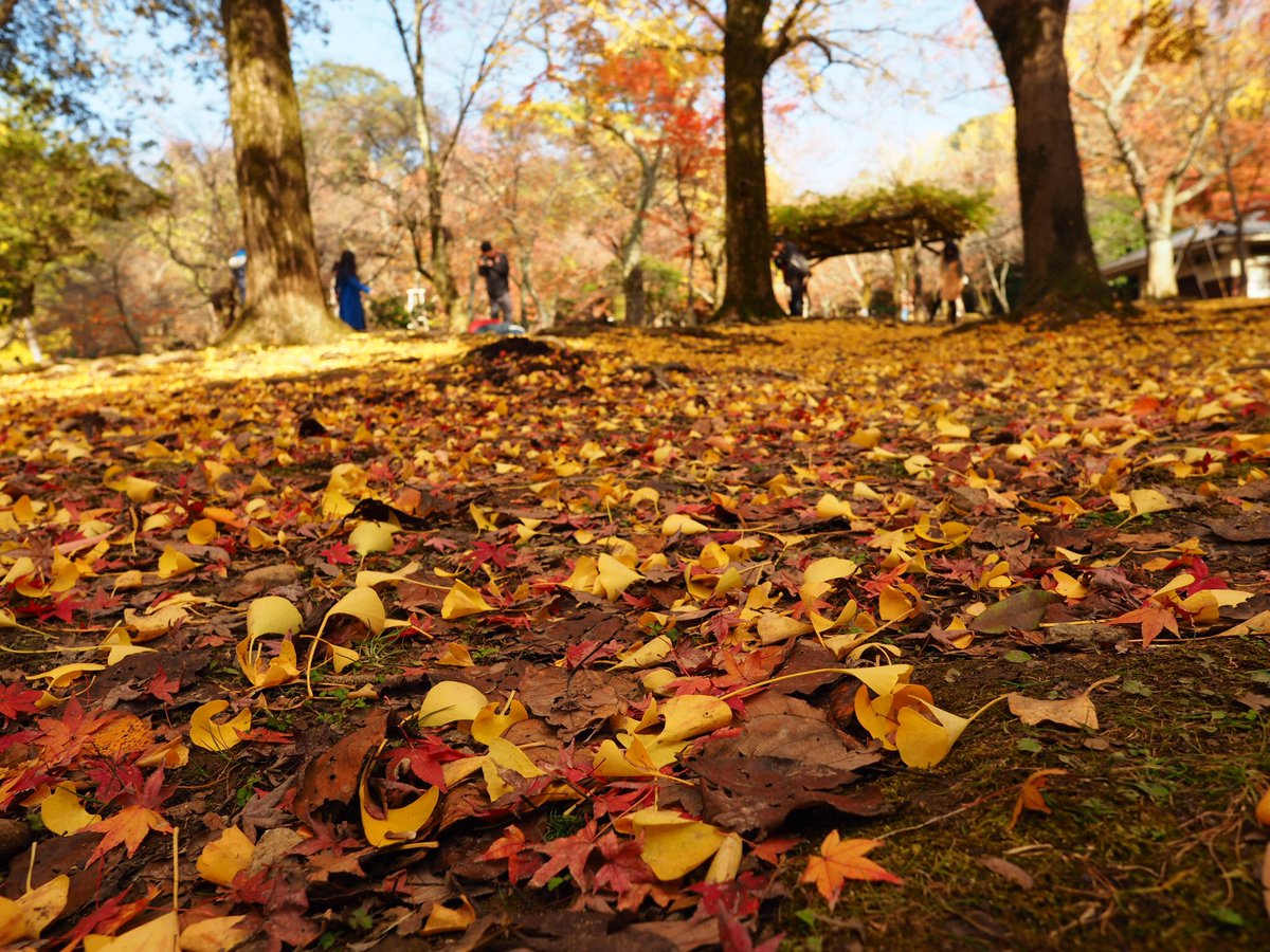 kdusynpi_h's tweet photo. 紅葉こうようコウヨウ
緑もいいけど、やっぱり赤黄が好き

#奈良公園
#紅葉狩り 
#紅葉
#カメラ好きな人と繋がりたい 
#ファインダーの越しの私の世界 
#カメラ
#写真好きな人と繫が���たい 
#カメラ好きに悪いやつはいない https://t.co/eOyLeeekMq