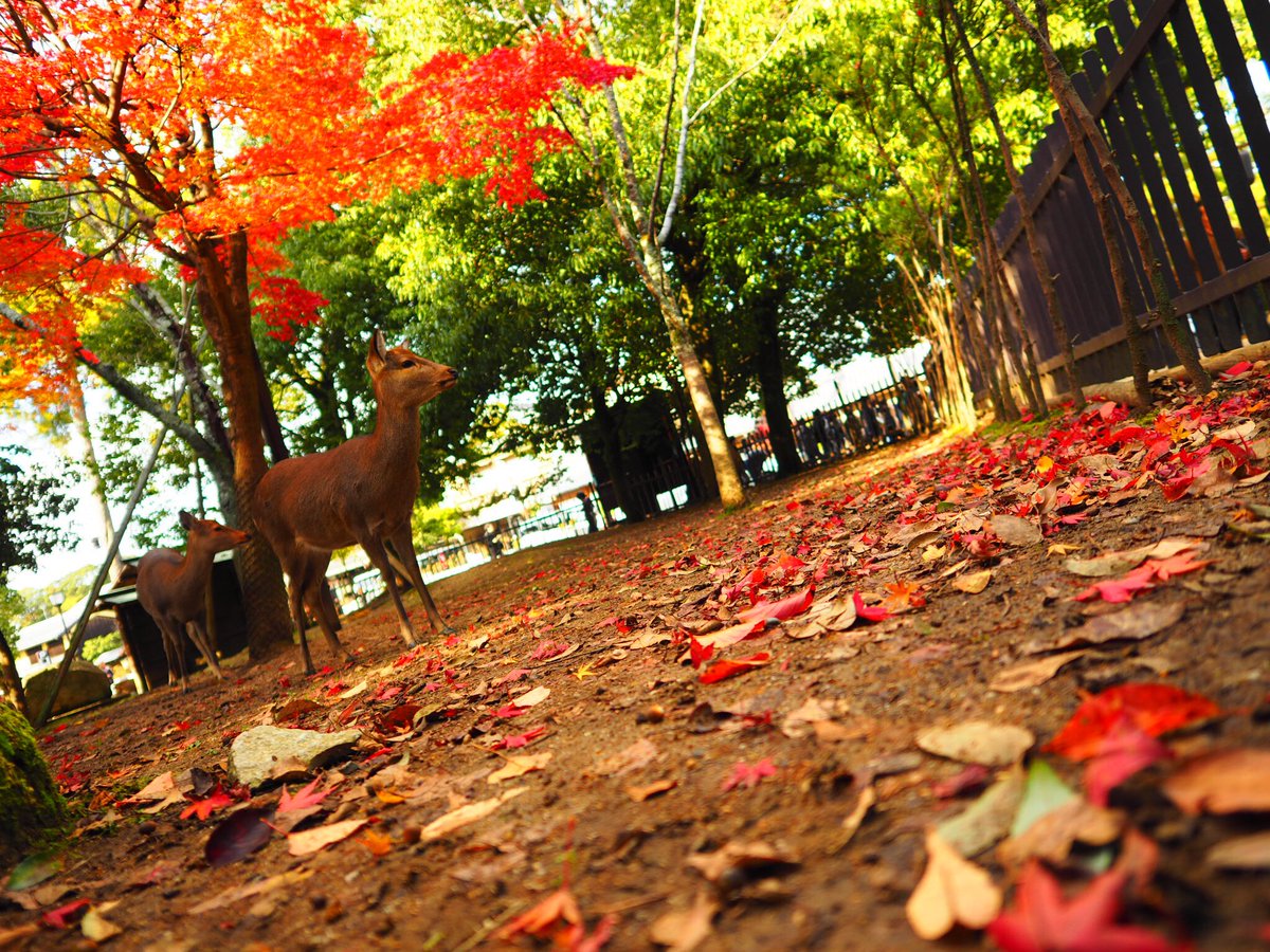 kdusynpi_h's tweet photo. 紅葉こうようコウヨウ
緑もいいけど、やっぱり赤黄が好き

#奈良公園
#紅葉狩り 
#紅葉
#カメラ好きな人と繋がりたい 
#ファインダーの越しの私の世界 
#カメラ
#写真好きな人と繫が���たい 
#カメラ好きに悪いやつはいない https://t.co/eOyLeeekMq