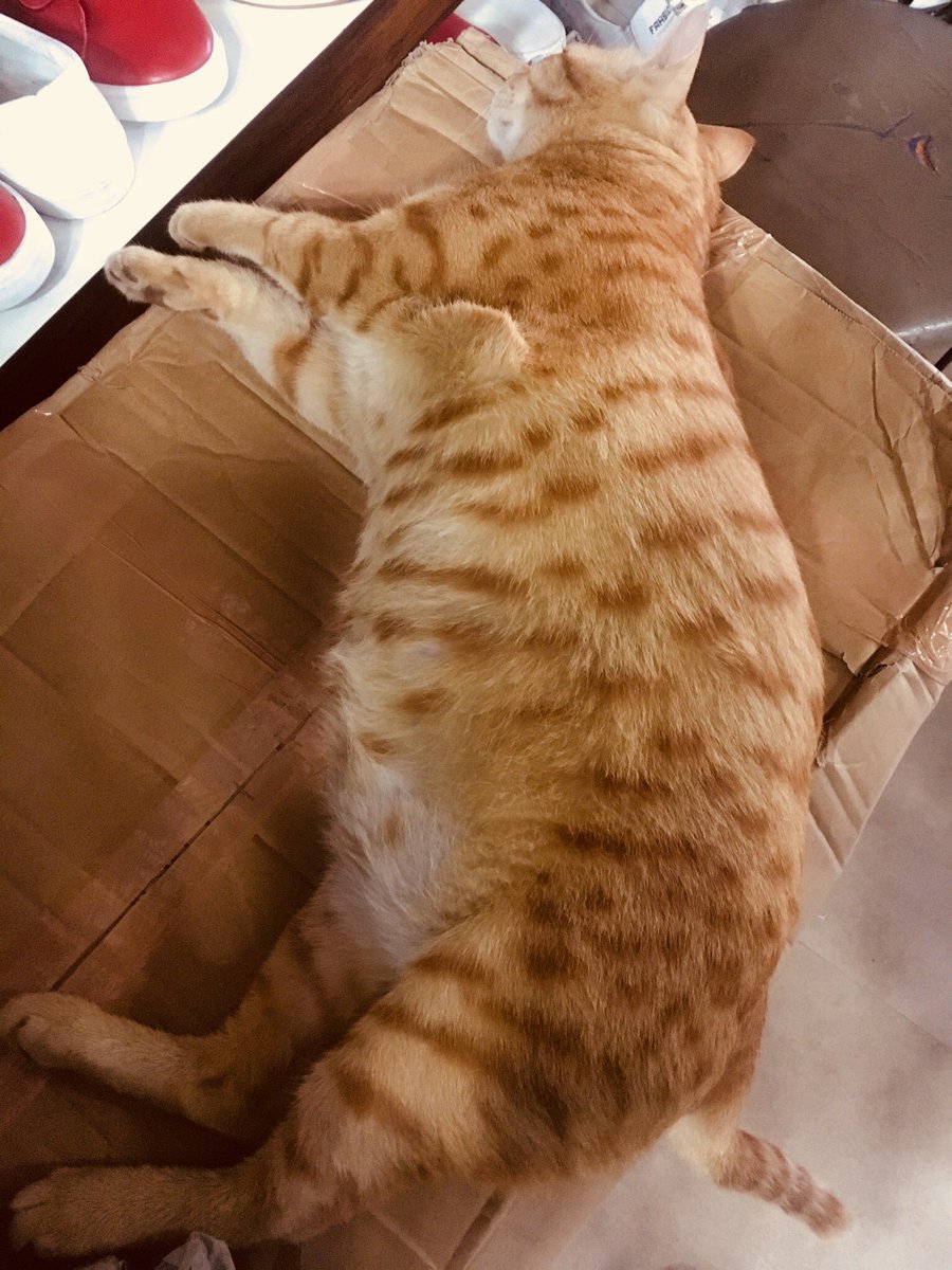 Met Garfield today...