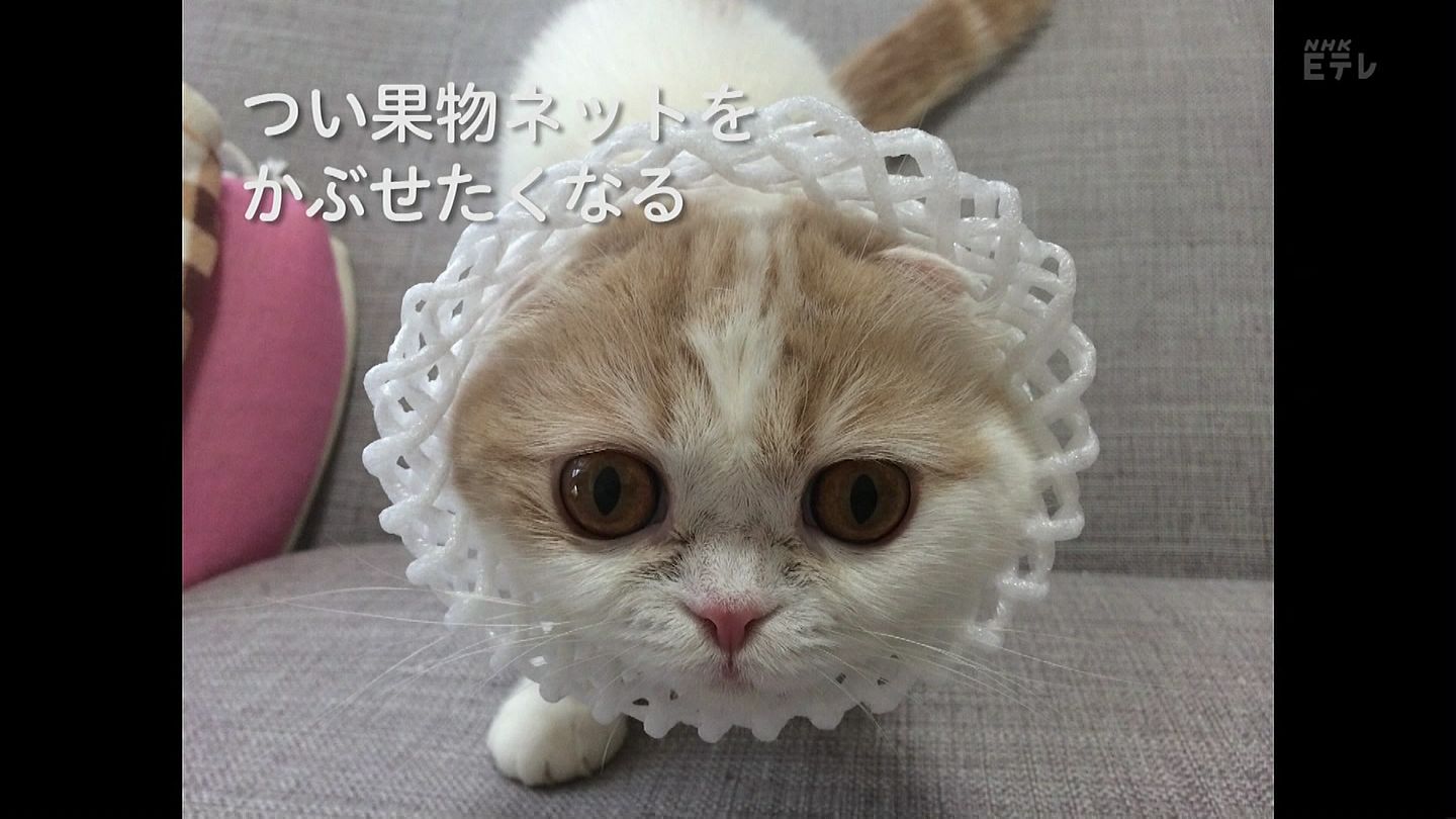 ねこねこ55 Amazon.co.jp: ご縁猫 富士山(M-SIZE 黒 Black）右手あげ/陶器