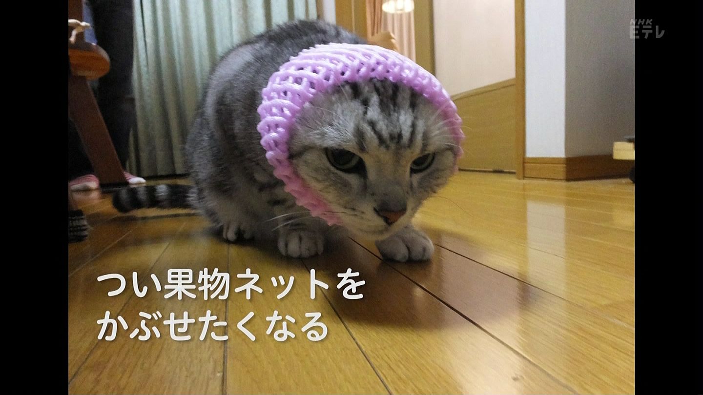ねこねこ55 Eテレ】ねこねこ55のテーマ曲をハワイ気分で 0655 Hawaiian