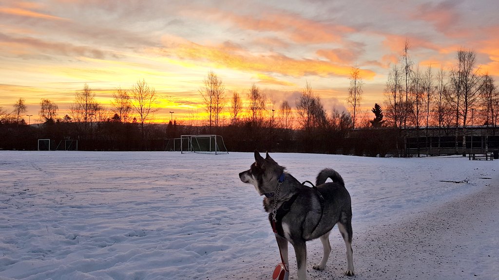 oslolove2004's tweet photo. Good morning from Oslo with -7 c' 🐕🌄❄ #varg #Jamthund #Visitoslo https://t.co/d2ZjdjLehA