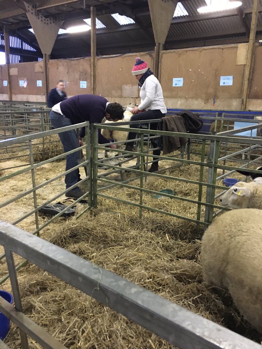 winterstockfest's tweet photo. Another busy morning of show preparation ready for day 2. We have a jam packed day with baby beef classes, the pedigree calf show and the national final of Young Stockperson of the Year #WSF17 https://t.co/UvqBTCVt3u