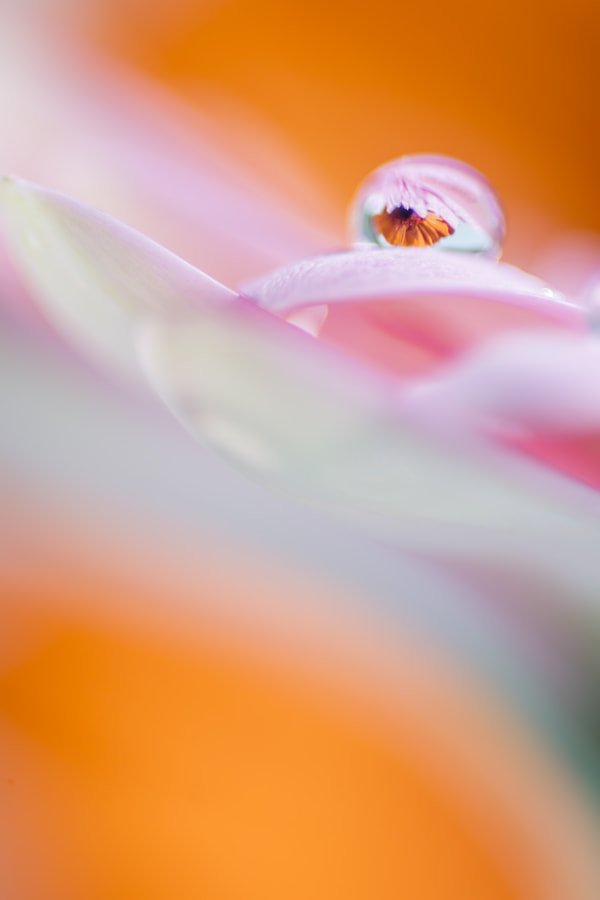 #Tulips and water drops from #Holland 🌷🌷🌷🌷

#IFB 😀 #TmSMILE ㋡ ◈･ƒrℯℯ ƒℴℓℓℴω*ﾟ◈･ #TmNature🌿
<a href="/Nature_500px/">Best Nature 500px Photos</a> <a href="/omniajen/">ʝąʑ🌷</a> <a href="/500px_images/">Awesome Photos</a> <a href="/TmNature/">Enjoy Nature Pictures</a> <a href="/NatureExcites/">Nature Blogging 🍂</a> <a href="/10Wallpapers/">Art & Nature🍃™SMILE😀</a> <a href="/NatureExcites/">Nature Blogging 🍂</a> @FBCoverStar <a href="/FXcovers/">Photography 📸 ™Smile</a> <a href="/TmSMlLE/">ᎯɳɗᎽ🐉 ™SMILE🙃</a> #NatureisAmazing #NatureRemix #Nature 💧🌷