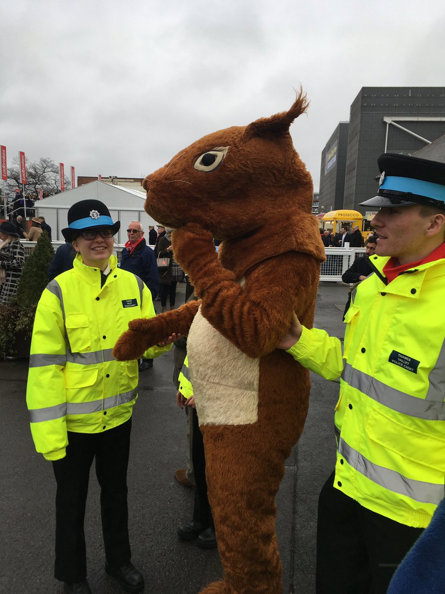 Jimmypugh33's tweet photo. Hammered squirrel @NewburyRacing has no idea where he is #offhisnut https://t.co/vRxtJxQruw