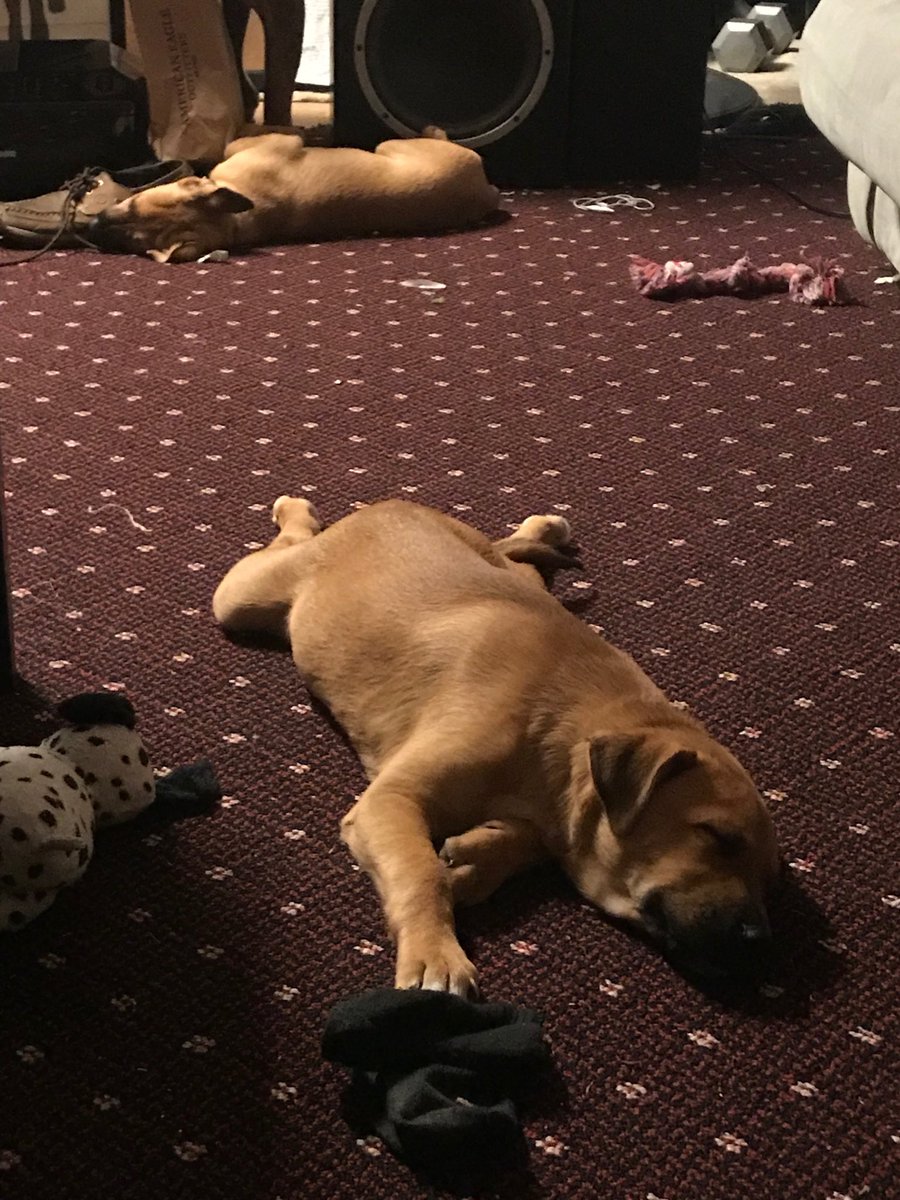 Blue Dream effect on Dogs