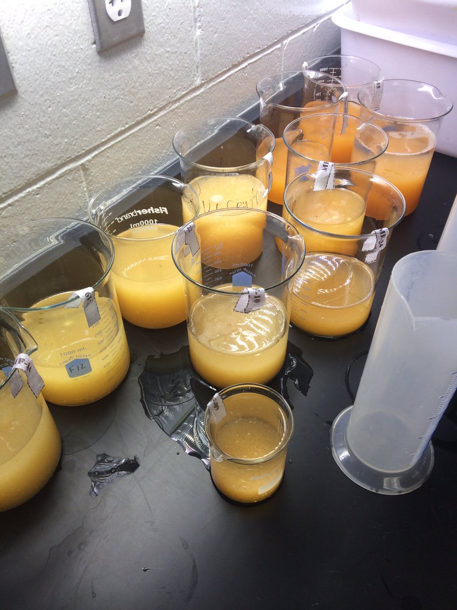 KevinDonner3's tweet photo. The golden glow of eggs collected and fertilized during #CiscoInferno2017 .   All from Cisco, color seems to indicate quality (grape juice color is best!). #LakeMichigan #Science https://t.co/GDhMNa31GN