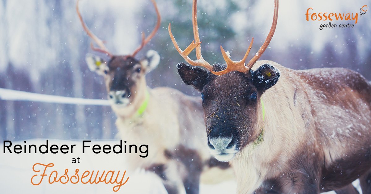 We’re expecting some special visitors on Saturday 16th &amp; Sunday 17th December! Meet our magical Reindeer before they take flight on a #Christmas journey… you can even help them get ready for the journey ahead by giving them some special food to fill up their tummies! #Fosseway