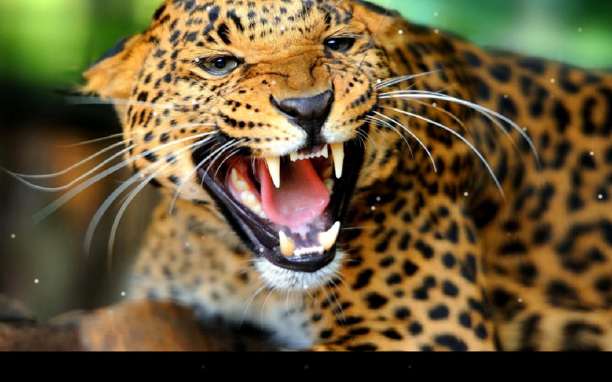 First caturday of December, this calls for a big caturday!