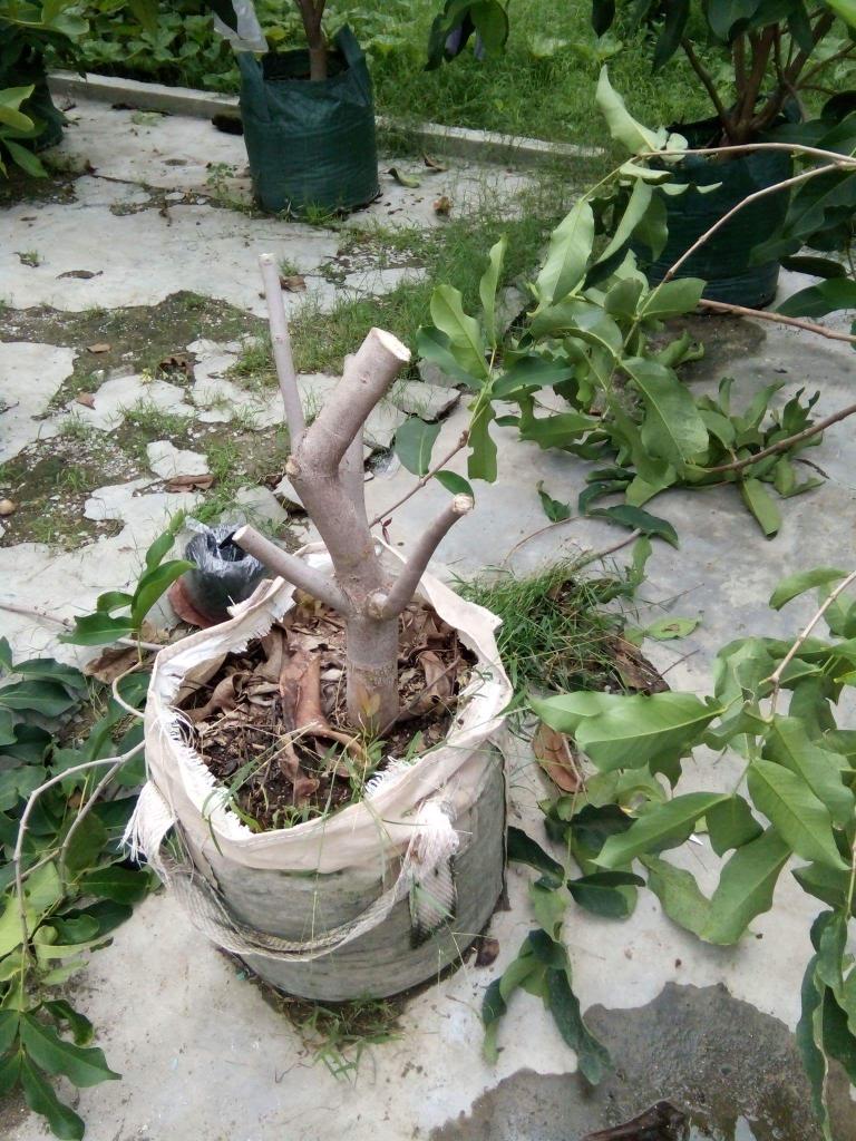 Alvin Malana On Twitter Quot Stek Jambu Air Berbagai Varian Jadi 1 Pohon Dalhari Mdh Citra 936898179680821248