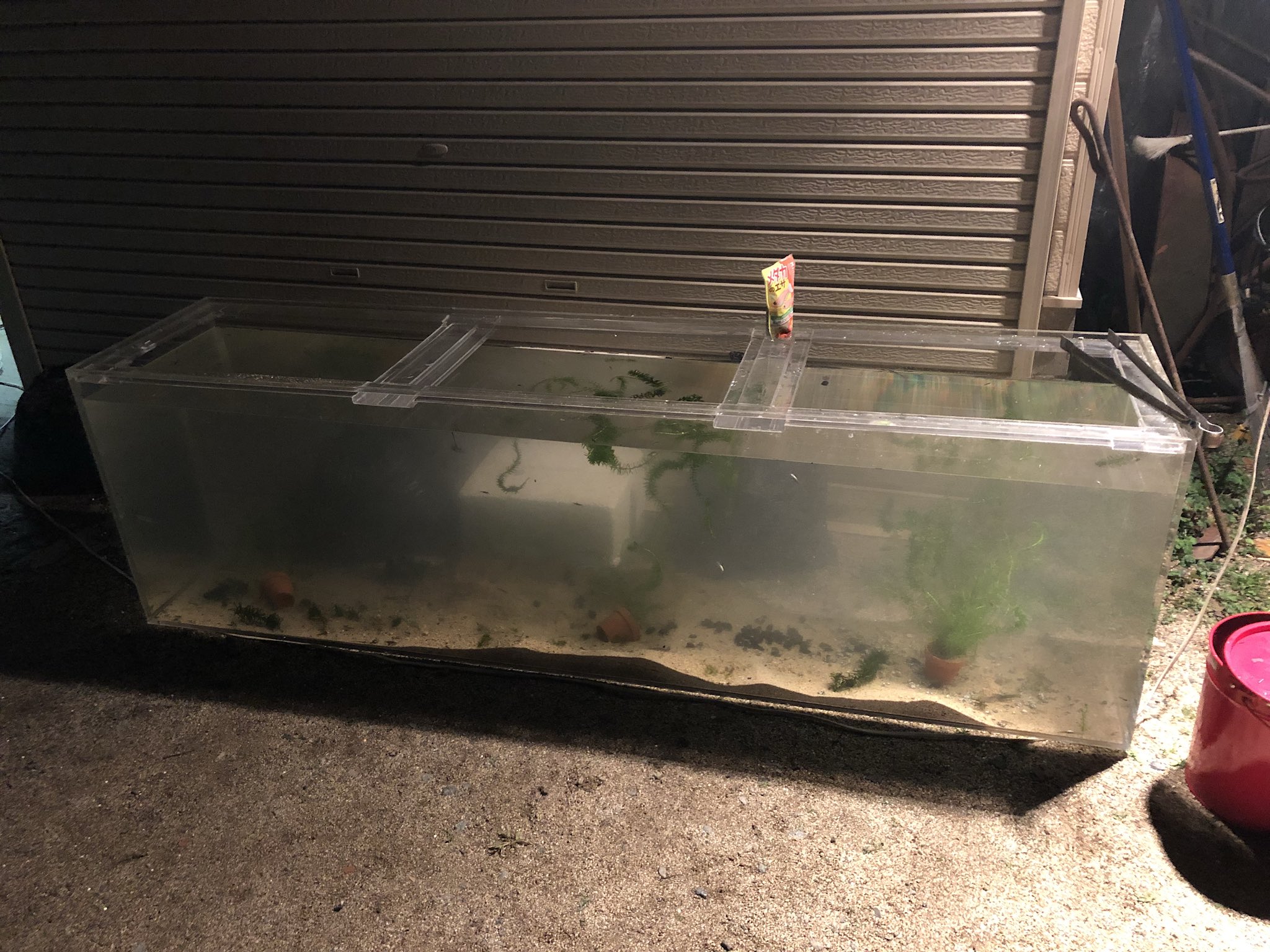 武者んよか 鯛が匹入れてあった水槽00mm 450mm 600mmを淡水魚用水槽にしました 今日 昨日で採取できたのはタカハヤ オイカワ カワノボリ アブラボテ バラタナゴ モツゴ イトモロコ メダカ シジミ カワニナ タニシ ミナミヌマエビ