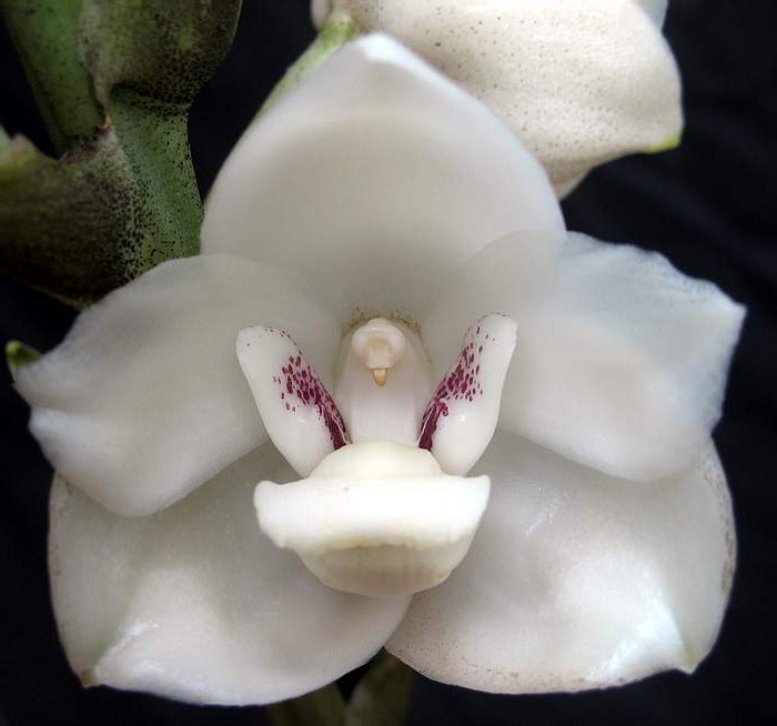 希望の花言葉 En Twitter ペリステリア エラタ 中南米に咲くラン科の花 花の中心部が白いハトの形をしているためハトランとも呼ばれています 花言葉は 百花繚乱 希望の花言葉 En Twitter ペリステリア エラタ 中南米に咲くラン科の花 花の中心部が白いハトの形をしているためハトランとも呼ばれています 花言葉は 百花繚乱