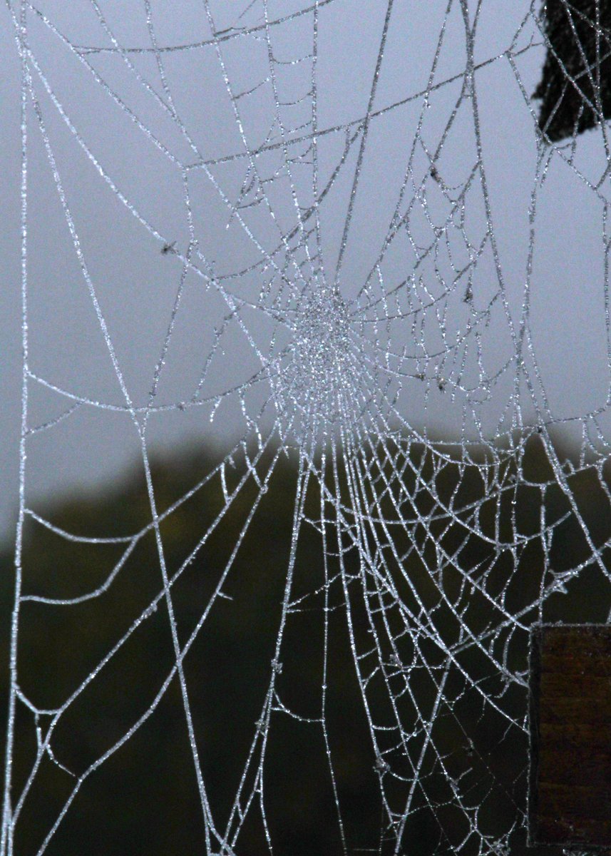 mariadebock13's tweet photo. #vrtweer
@frankdeboosere
#wpwinter
Koud, grijs maar toch mooie webben...
Doorslaar - Lokeren
zaterdag 2 december 2017 - 12.10u
Maria De Bock https://t.co/g83o71mJTK