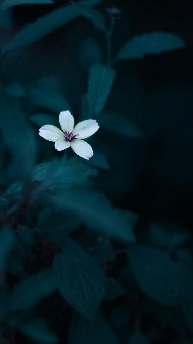 "Ayıplarım gönül seni yanında bülbül dururken kargalardan gül sorarsın".