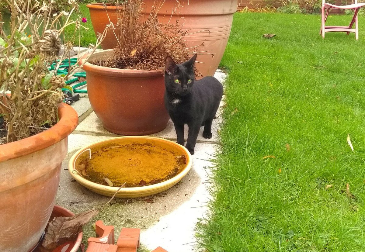 TopCatFlaps tweet picture