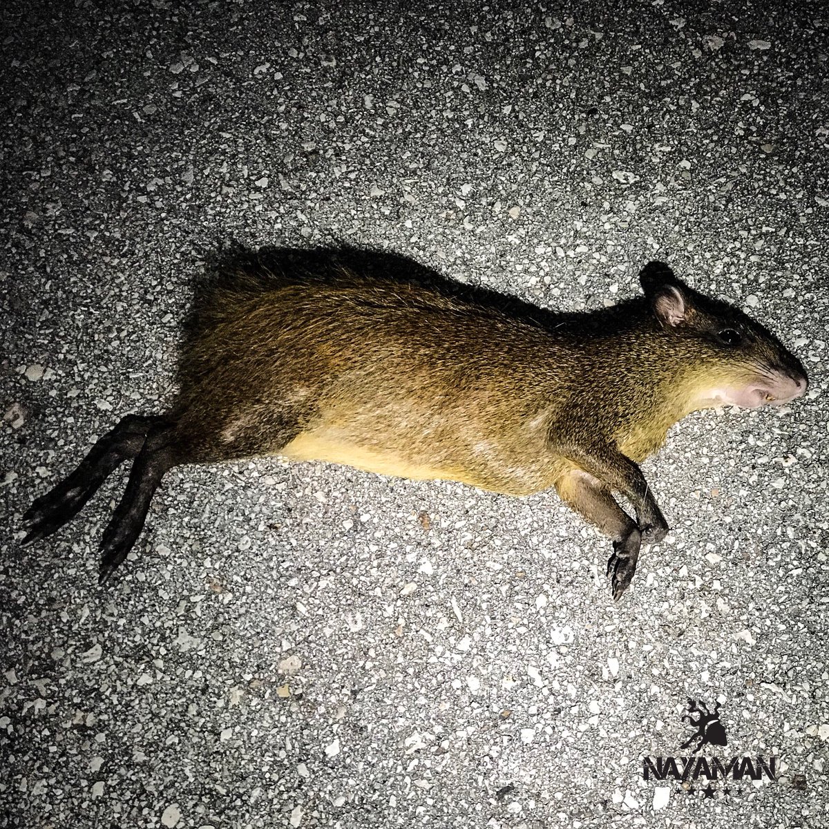 NAYAMAN (@cinayaman) | Twitter