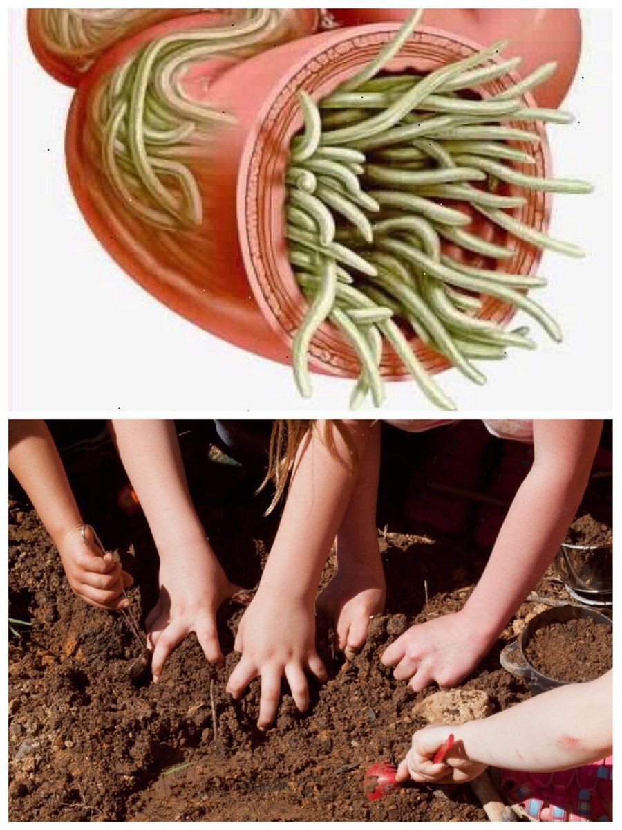 ¿Tiene su hijo #lombrices? ¿Está desesperad@ porque no logra erradicarlas?

🐛Las lombrices son unos parásitos intestinales muy frecuentes en los niños que, a veces, cuesta acabar con ellas.🐛

😥 No debe asustarse pero debe seguir los consejos de un profesional sanitario.