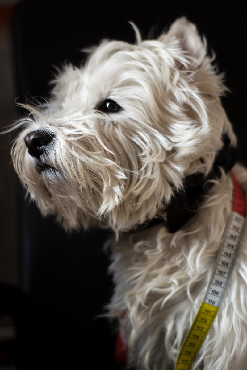 bowpawtie's tweet photo. Do you a little need help choosing the size of my #collars? Asks to our expert Mr. Charlie and he will advise you for the best https://t.co/iYZ2VCEasP!
#dogs #dogsoftwitter #handmade #madeinitaly #etsyshop #etsysellers #dogsaccessories #dogwear #fashiondog #style https://t.co/R4AXcO3Ka6