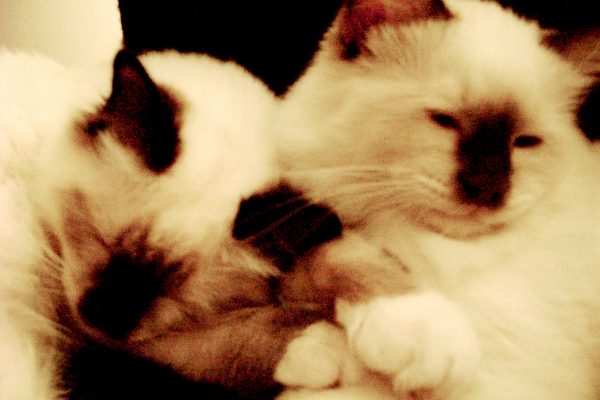 AkhtarSascha's tweet photo. #cats #ExistentialAngst #HumanvsAnimal #BreakUpWriting @_harukimurakami I like writing about animals. Here's a newly published piece about two cats named Haruki &amp; Mowgli https://t.co/2UBIxNOEDv https://t.co/DU4vBPL6ru