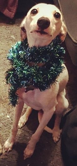 Wattonlib's tweet image. #rumminwhippet wants to know as its now the 2/12 is it too early to put up his Christmas decorations up? #whippets #tinseldogs