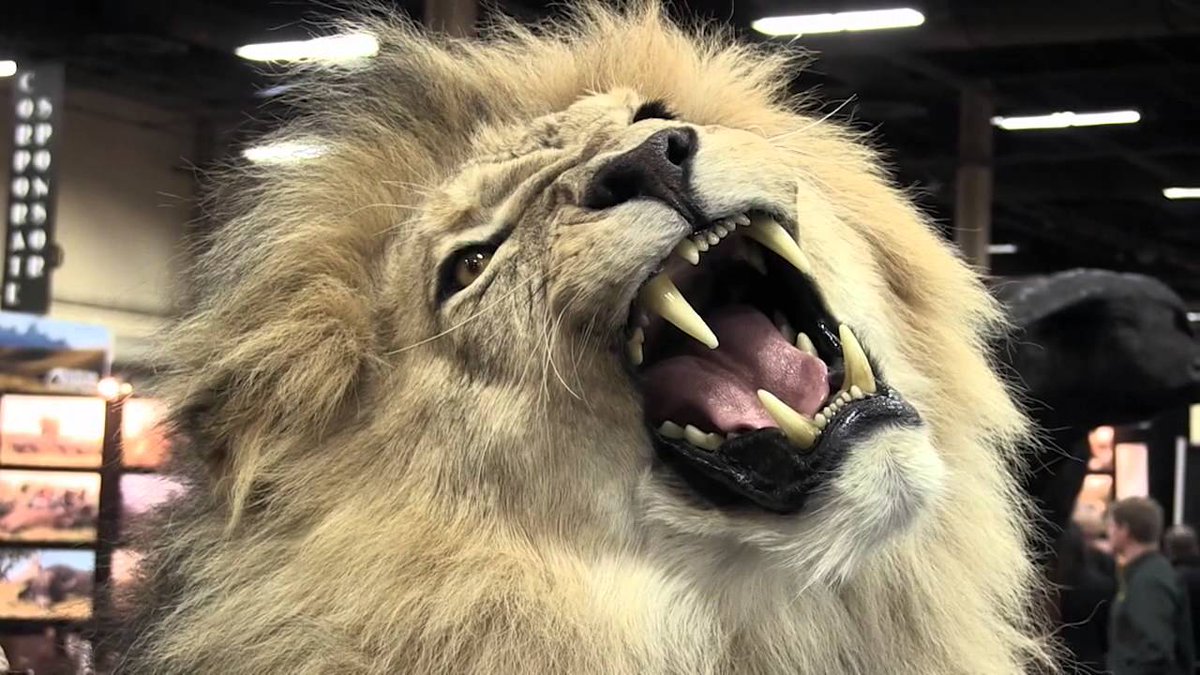 KateConsrvation's tweet photo. Check out my review of the divisive new film, Trophy 🦏🐘🦁🐊🦌🔫: https://t.co/nGFOoqtanL https://t.co/ylISv7ddGc