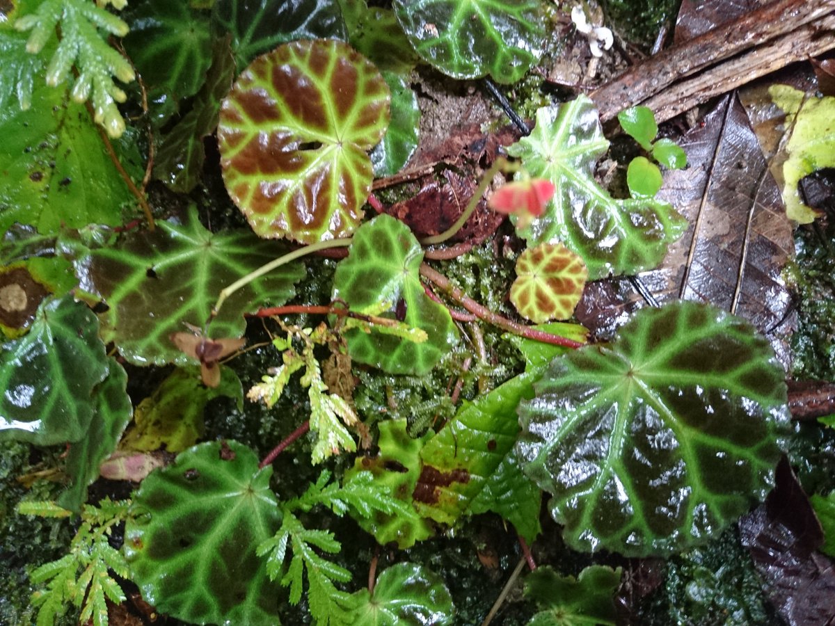 Begonia rajah in habitat