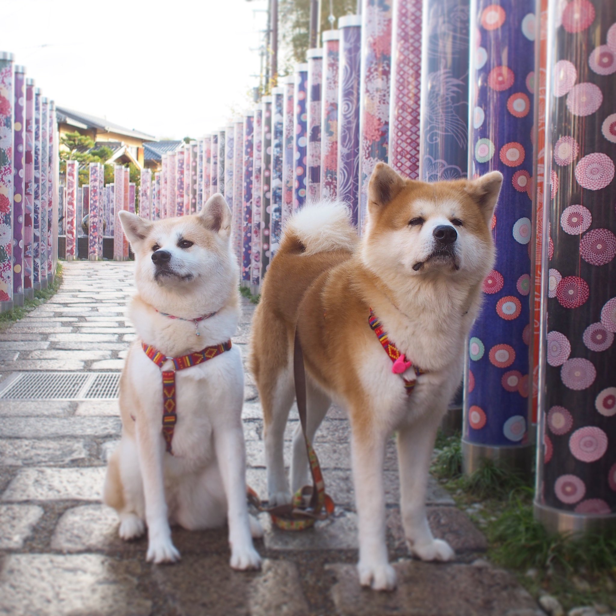秋田犬ななゆき A Twitter 成犬の秋田犬の保護犬ってどうしたらイメージ良くなるのかな 同じ秋田犬でも1歳未満の子は早くに里親さんが見つかるみたいだけど ナナユキもはーくんも問い合わせすらなかったらしいし T T 飼いにくいこと 秋田犬ななゆき A Twitter 成犬の秋田犬の保護犬ってどうしたらイメージ良くなるのかな 同じ秋田犬でも1歳未満の子は早くに里親さんが見つかるみたいだけど ナナユキもはーくんも問い合わせすらなかったらしいし T T 飼いにくいこと