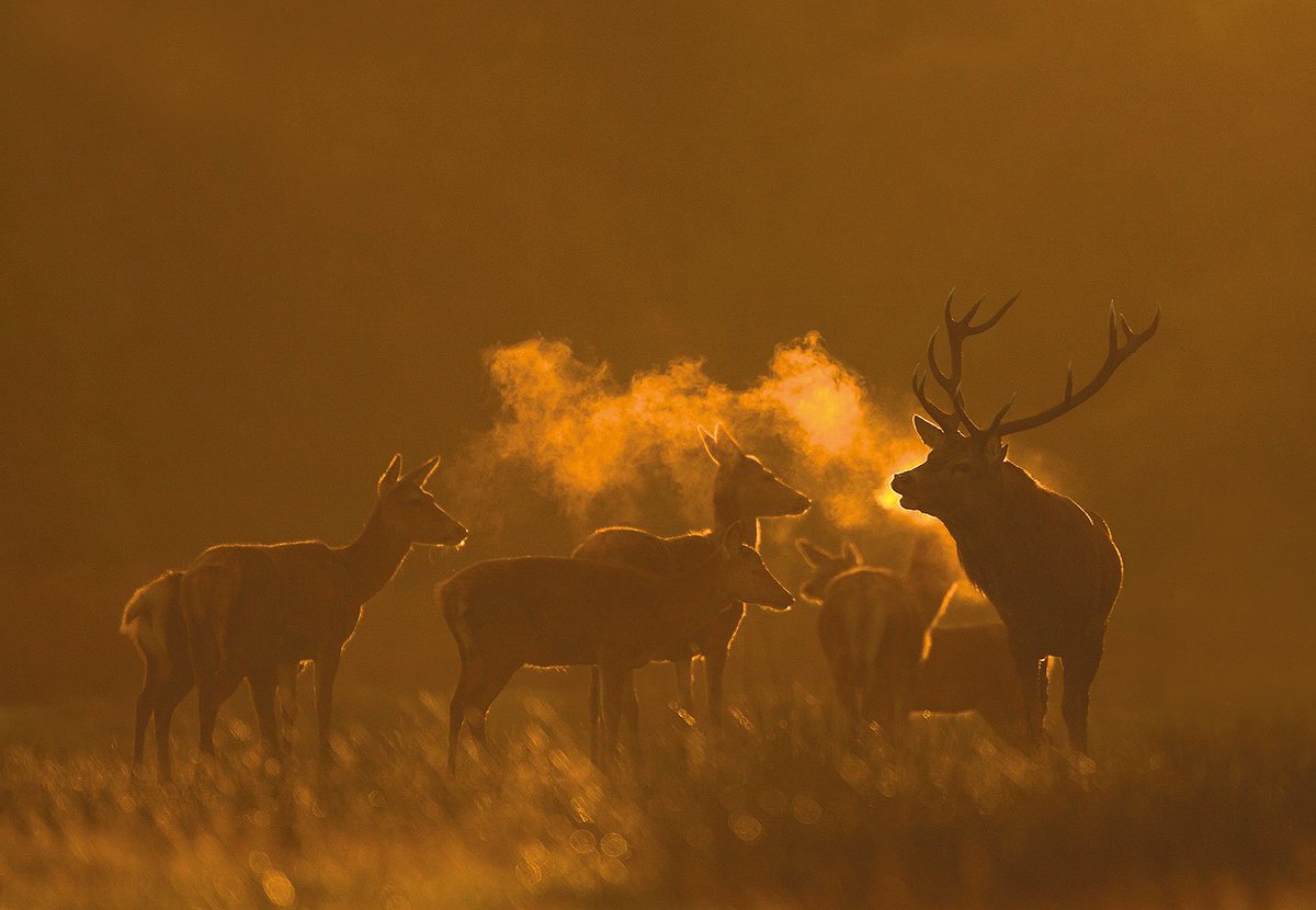 Photo of the week by #DannyGreen from Wild Nature Dairy 2018. wild-nature.co.uk