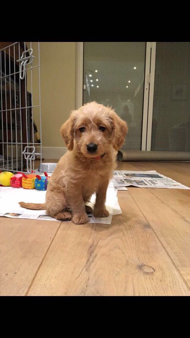 He has been found!!!!  Thank you everyone so so happy 🤩🤩