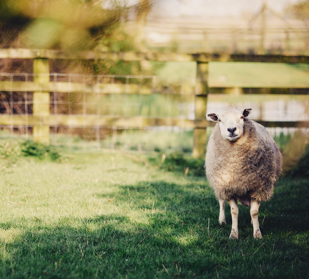 Hornington Manor tweet media