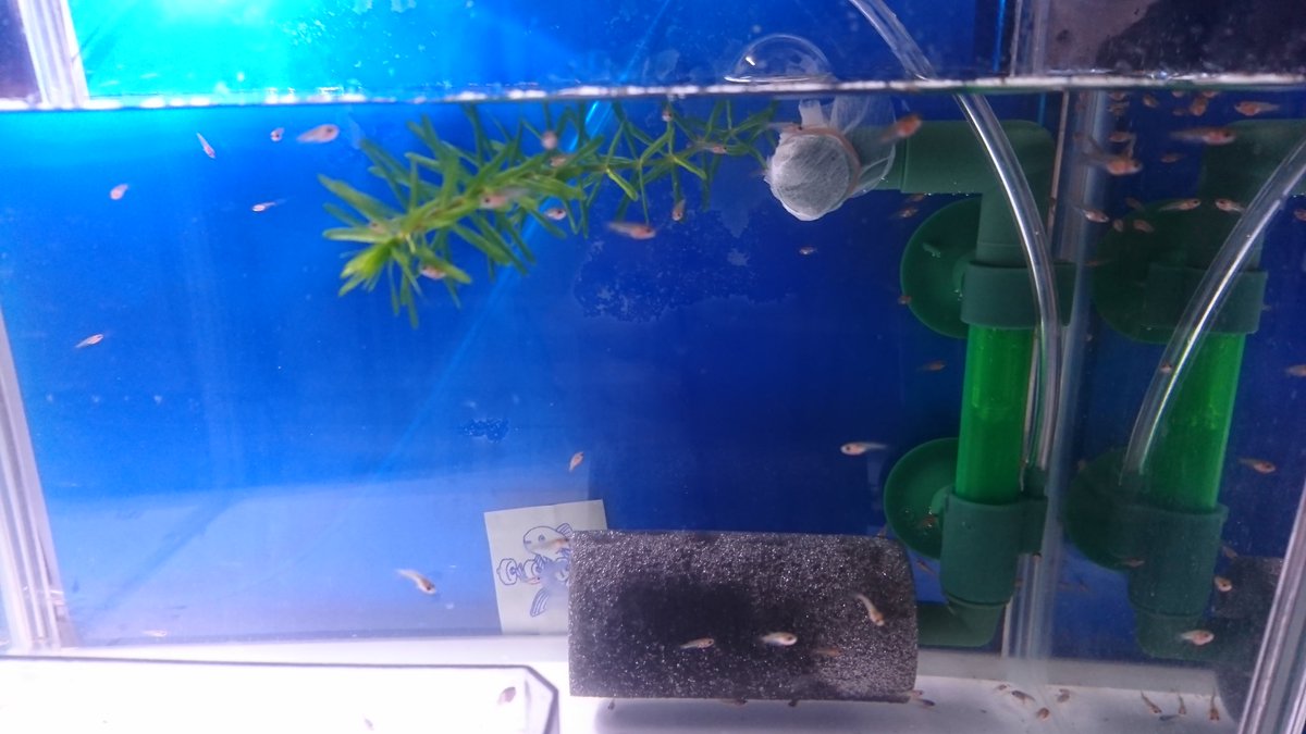 みいこ ベタ稚魚 こちらは中組さん 小さいけど 元気一杯の子達です あと小さいケースに 食べるのが下手な子達を入れ 3種類に分けました 食卓テーブルが水槽だらけになっちゃった ベタ稚魚