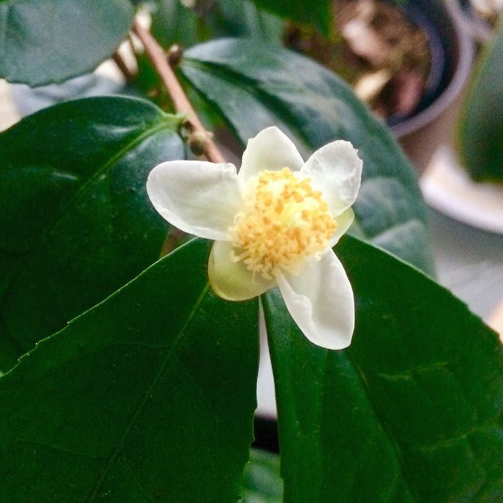 wearechi's tweet photo. Our camellia sinensis is flowering #inbloom #camelliasinensis #teaplant #tea #tealover #brighton #chitrading #teaandhoney #brightonopenmarket https://t.co/mU9RKjjeJ1 https://t.co/iTjjX2tpsz
