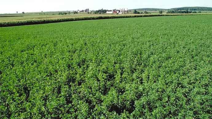 #SabebasQue... en #Zaragoza llamamos en #aragonés "alfalze" a la castellana "alfalfa"?
Proviene del árabe ALFASFAS pero presentó soluciones distintas en cada lengua
RT si para tí también es "alfalze"