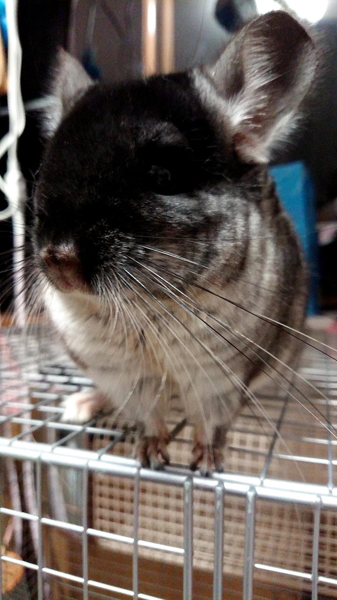 Pomme Belle 報告 チンチラ ポム ですが 病院で見てもらったところ 根元から歯が折れているけどげっ歯類なので 伸びるから大丈夫 だそうです ケージの一番上のステージから落ちて折れたみたいです 昨日はあんまり元気じゃなかったのですが 今では