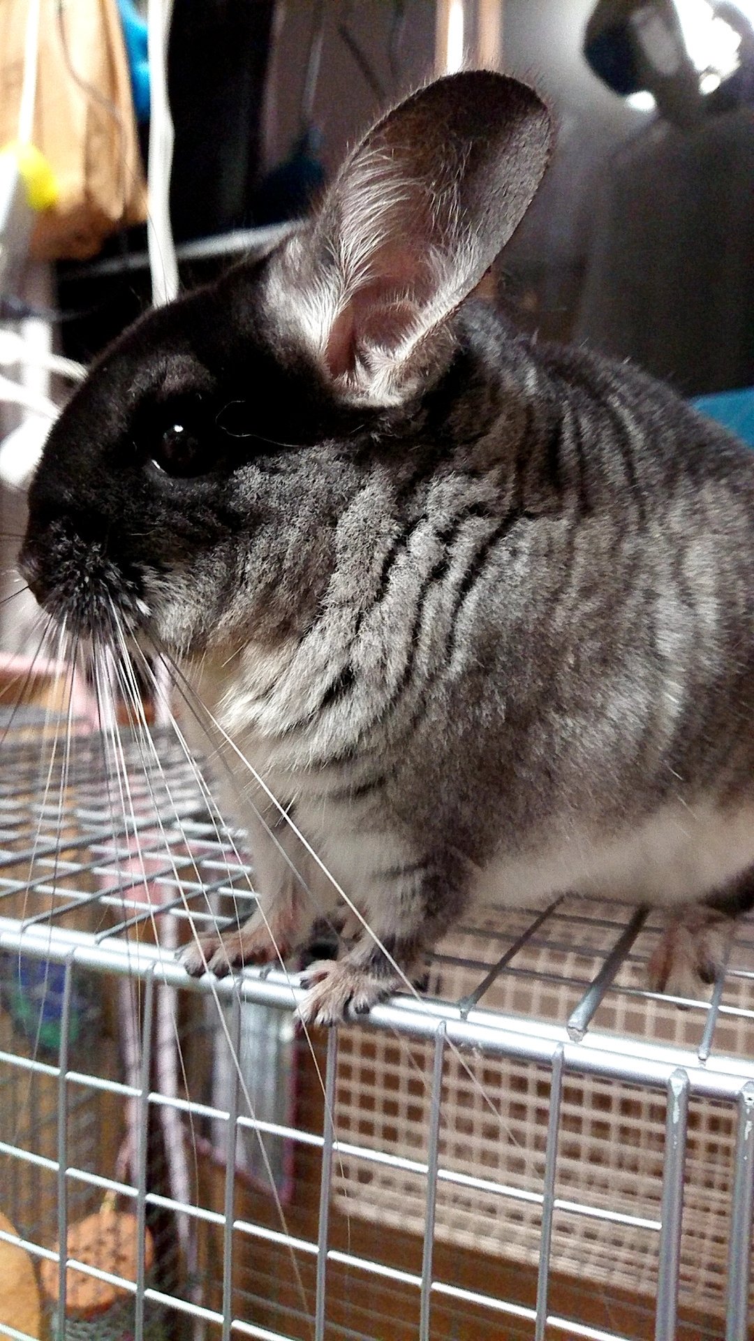 Pomme Belle 報告 チンチラ ポム ですが 病院で見てもらったところ 根元から歯が折れているけどげっ歯類なので 伸びるから大丈夫 だそうです ケージの一番上のステージから落ちて折れたみたいです 昨日はあんまり元気じゃなかったのですが 今では