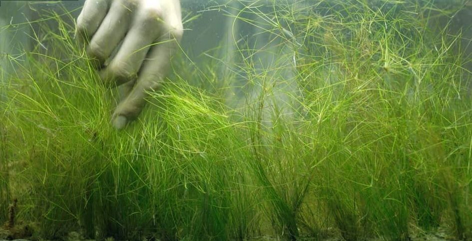 FilmetteFest's tweet image. #Filmette2017 kicks off today at 1pm at @Harvestworks w/ "The Watering Room," "Faces," and "Snow Touched Tea." harvestworks.org/dec-2-3-filmet…