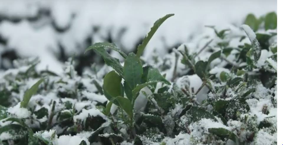 FilmetteFest's tweet image. #Filmette2017 kicks off today at 1pm at @Harvestworks w/ "The Watering Room," "Faces," and "Snow Touched Tea." harvestworks.org/dec-2-3-filmet…