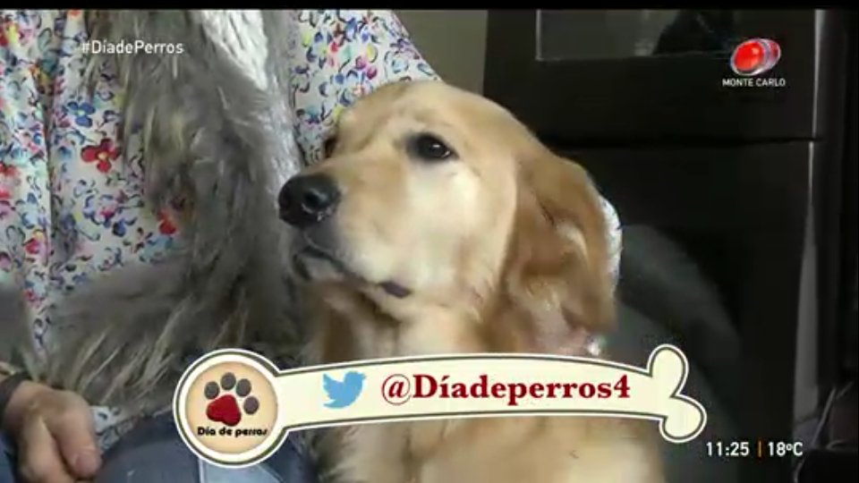 Dia de Perros tweet media