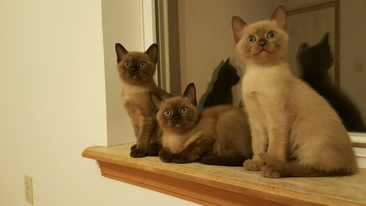 Ellen Muth on Twitter: "Purrlove Cattery specializing in Siamese ... Ellen Muth on Twitter: "Purrlove Cattery specializing in Siamese ...
