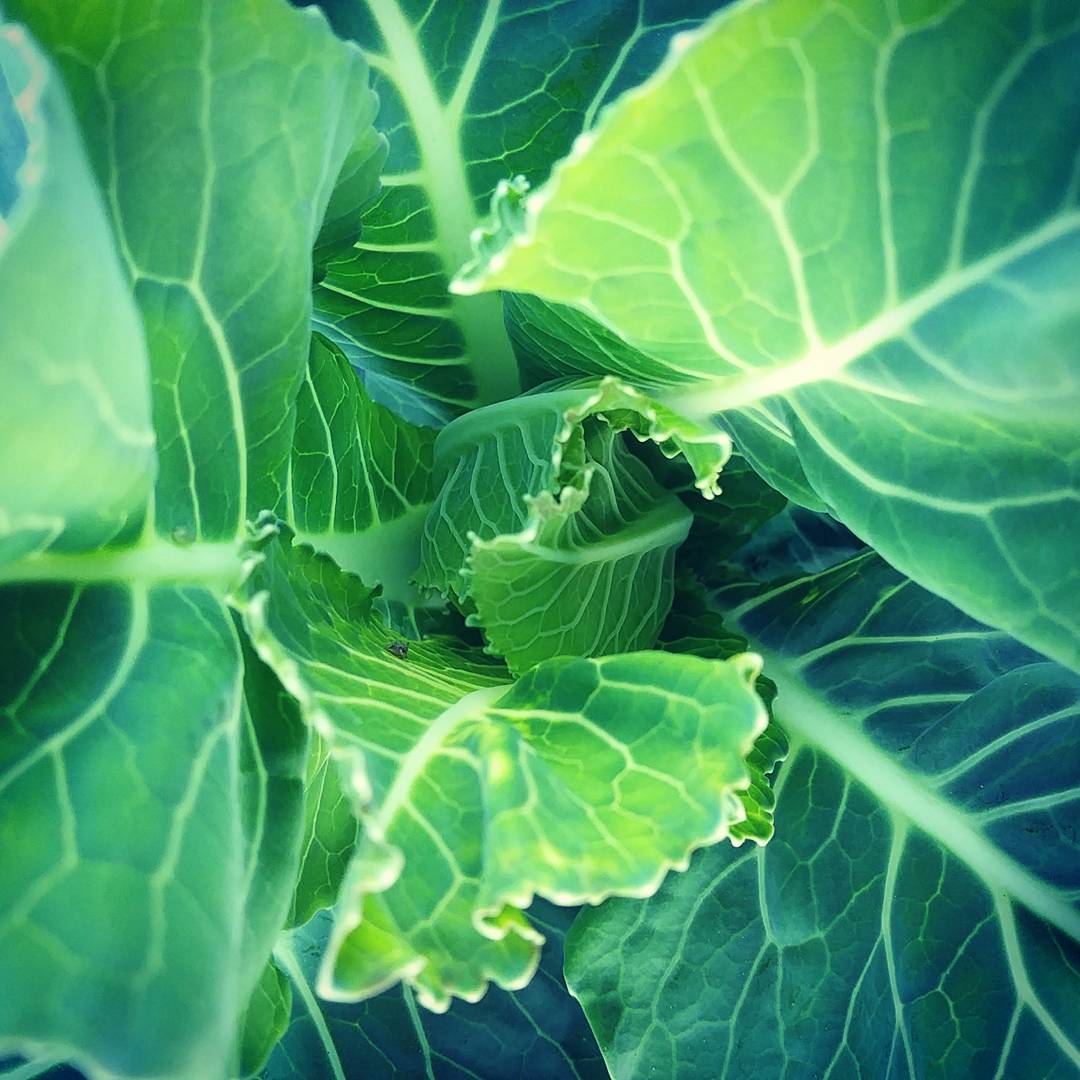 Da qui nasce il nostro #tortino #vegetariano #agriturismo #stagioni #cooking