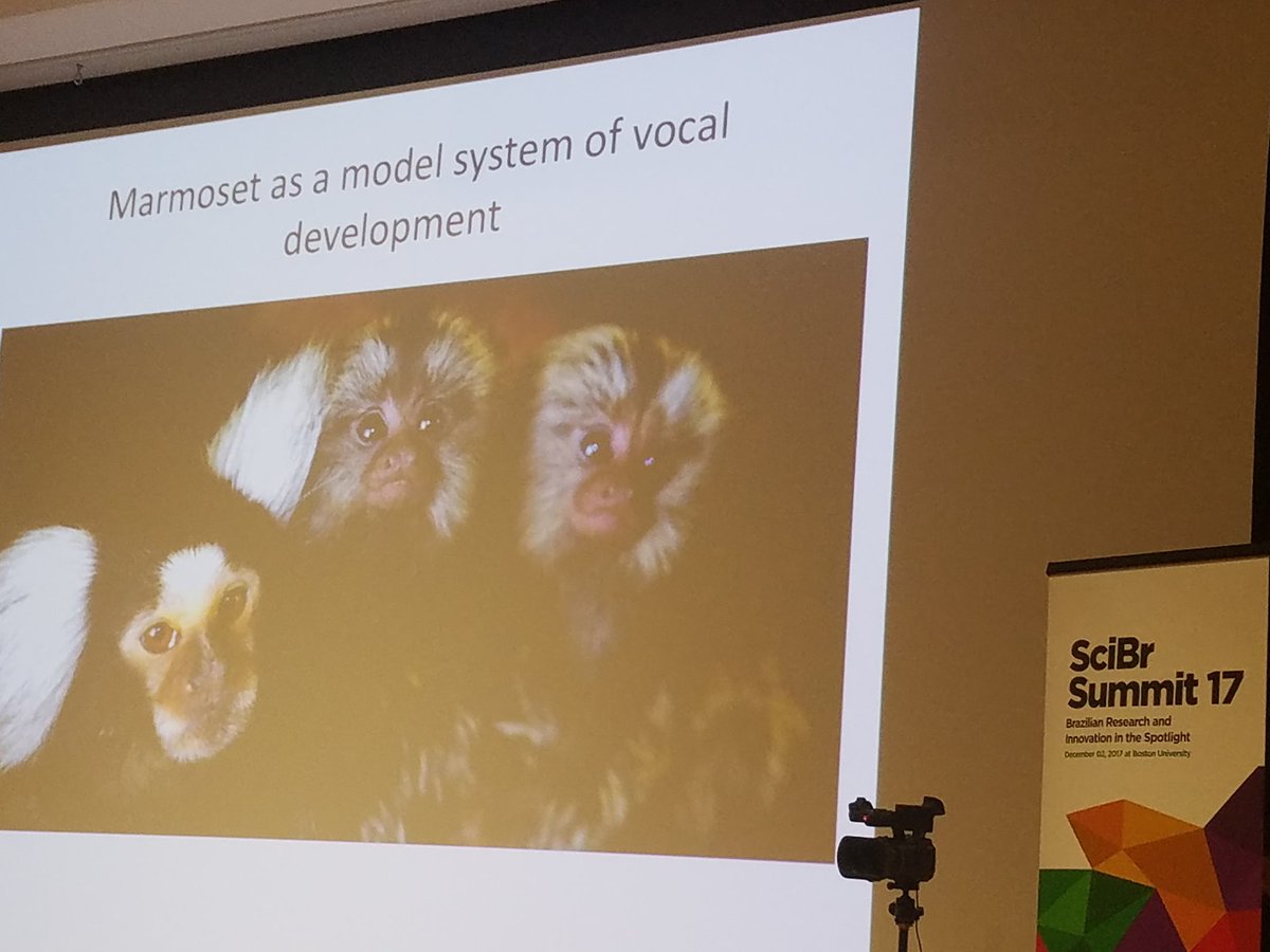 MaryPavan's tweet image. Marcelo Takahashi talking about #vocaldevelopment at #scibrsummit