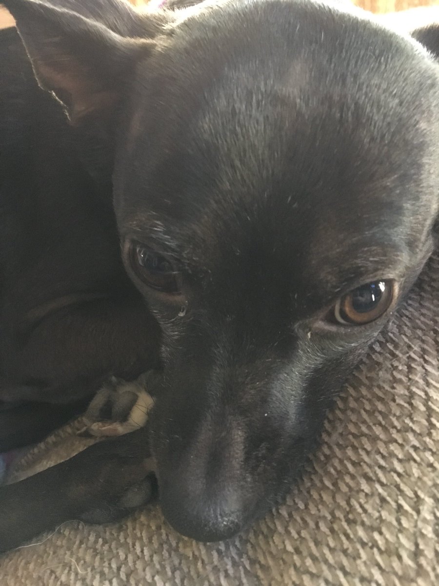 petsthatrule's tweet photo. Sleeping in and watching the Hallmark movie channel (Saturday) and loving it! https://t.co/kaNMpxAHpq