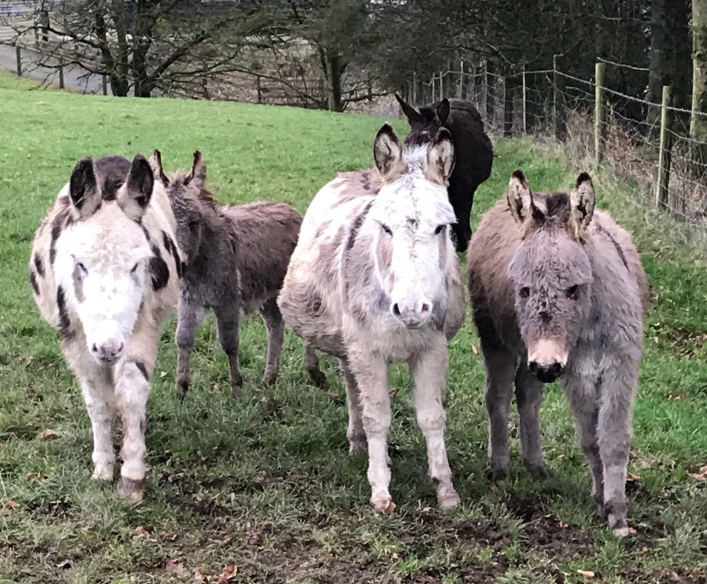 newlandfarm's tweet image. Someone’s seen the bucket, nearly  ready for Church #MrsWebb #LastToFirst