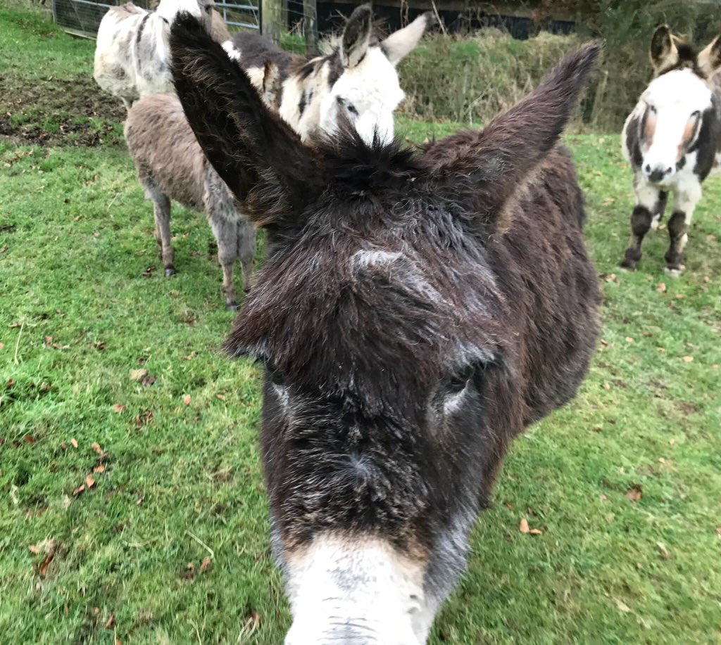 newlandfarm's tweet image. Someone’s seen the bucket, nearly  ready for Church #MrsWebb #LastToFirst