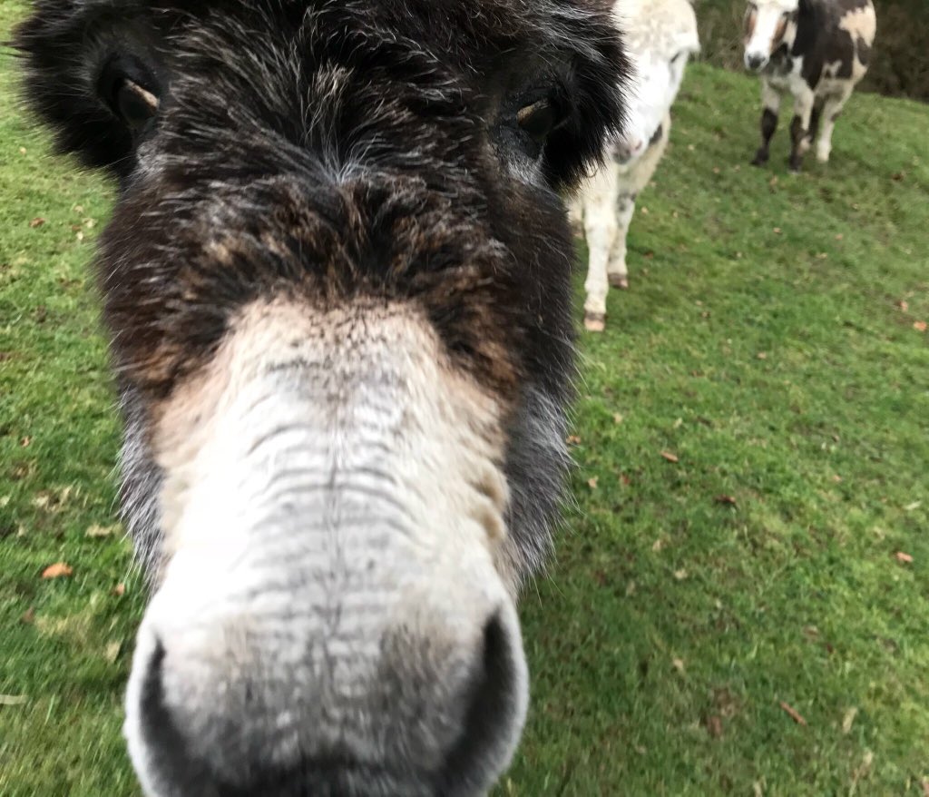 newlandfarm's tweet image. Someone’s seen the bucket, nearly  ready for Church #MrsWebb #LastToFirst