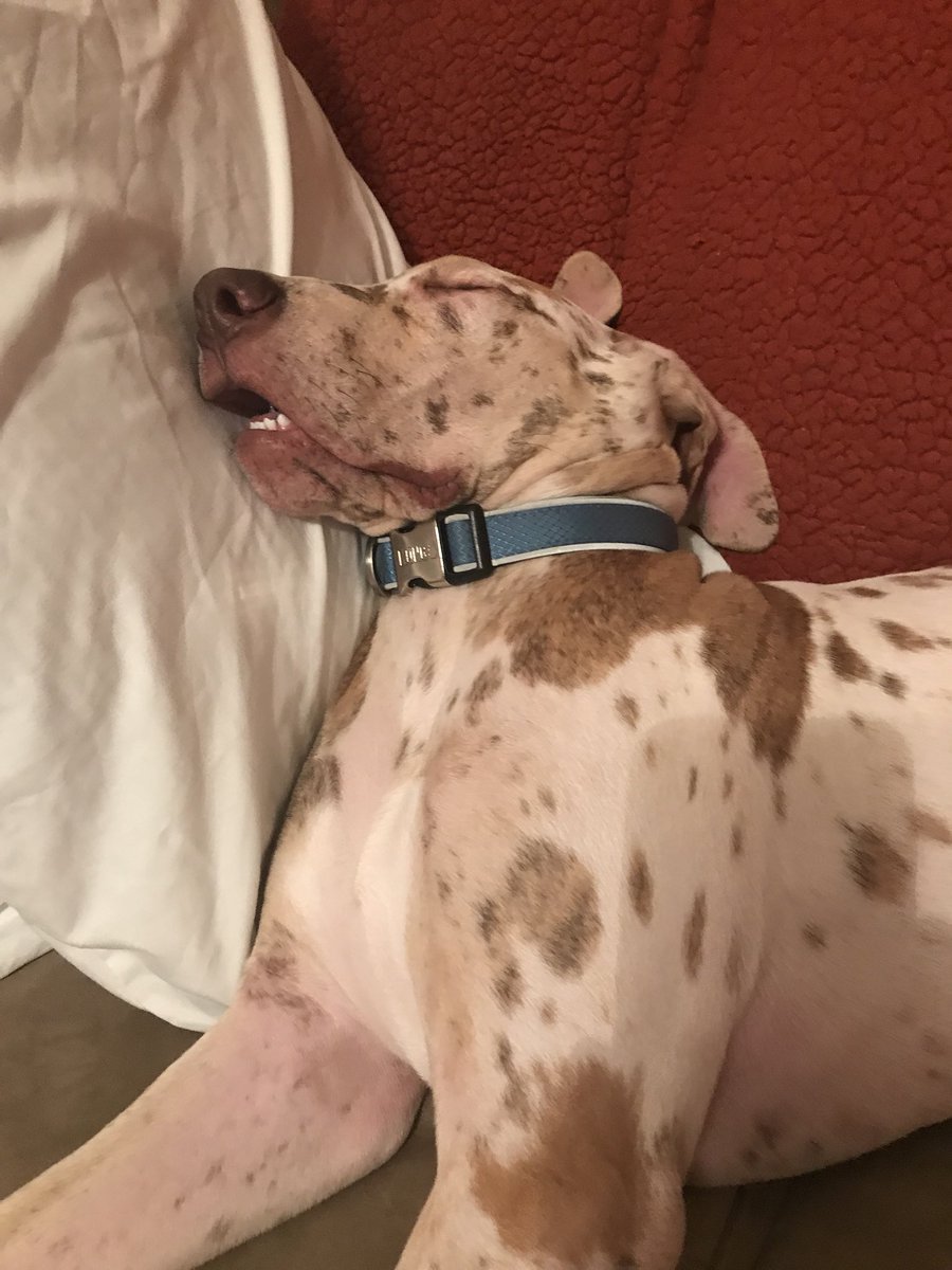 EmilySalyer16's tweet photo. Miloh fell asleep w his mouth open 😂 https://t.co/cmcbKVYXWP