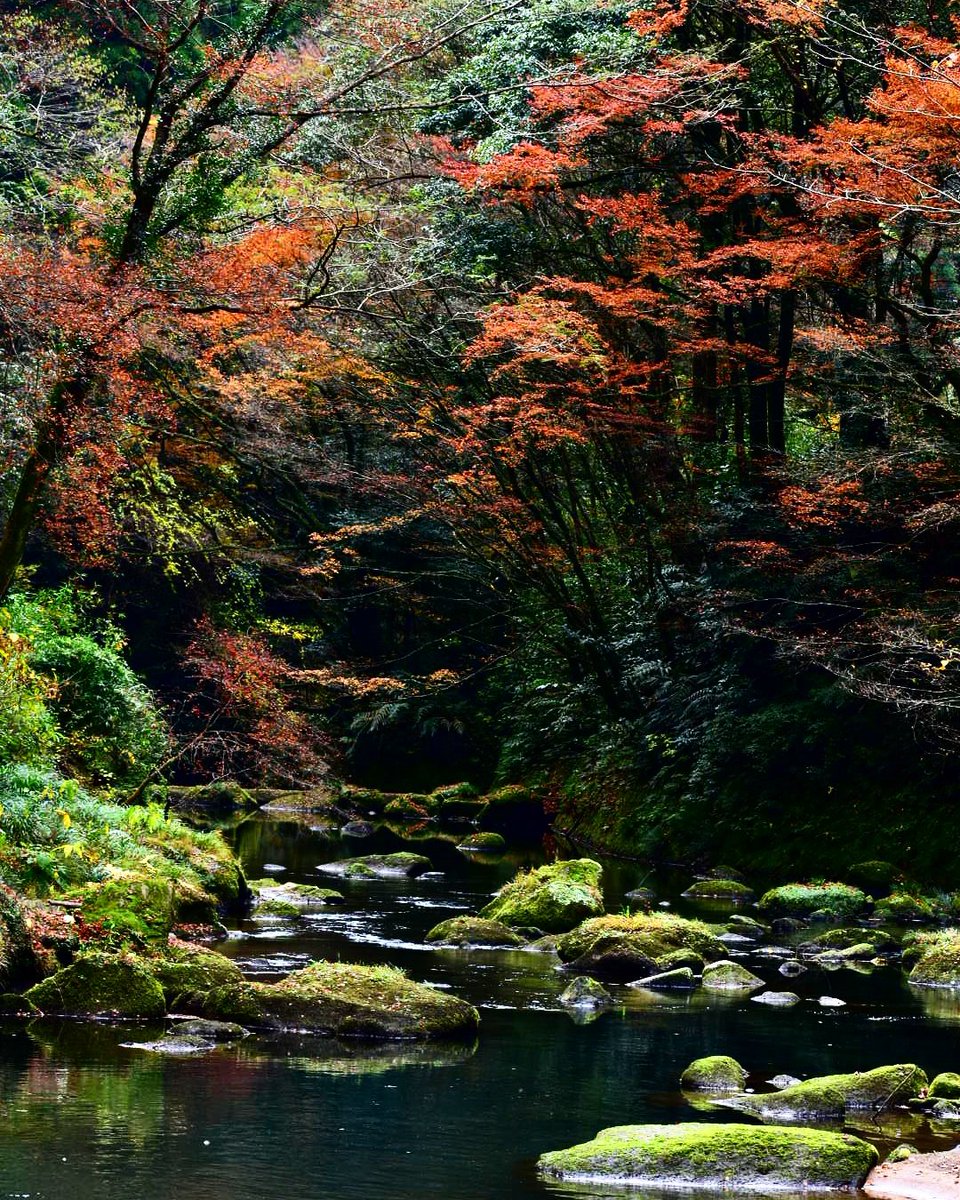 adpwjmgtmja's tweet photo. ���* ❀。. ✿ *

せせらぎの音を求めて。

❀* ❀。. ✿ *

#chige_photo 
#NikonD5600 
#kirisima 
#kagosima 
#写真好きな人と繋がりたい 
#写真撮ってる人と繋がりたい 
#カメラマンさんと繋がりたい 
#ファインダー越しの私の世界 
#写真で伝えたい私の世界 
#キリトリセカイ https://t.co/mCDI9dTVL0