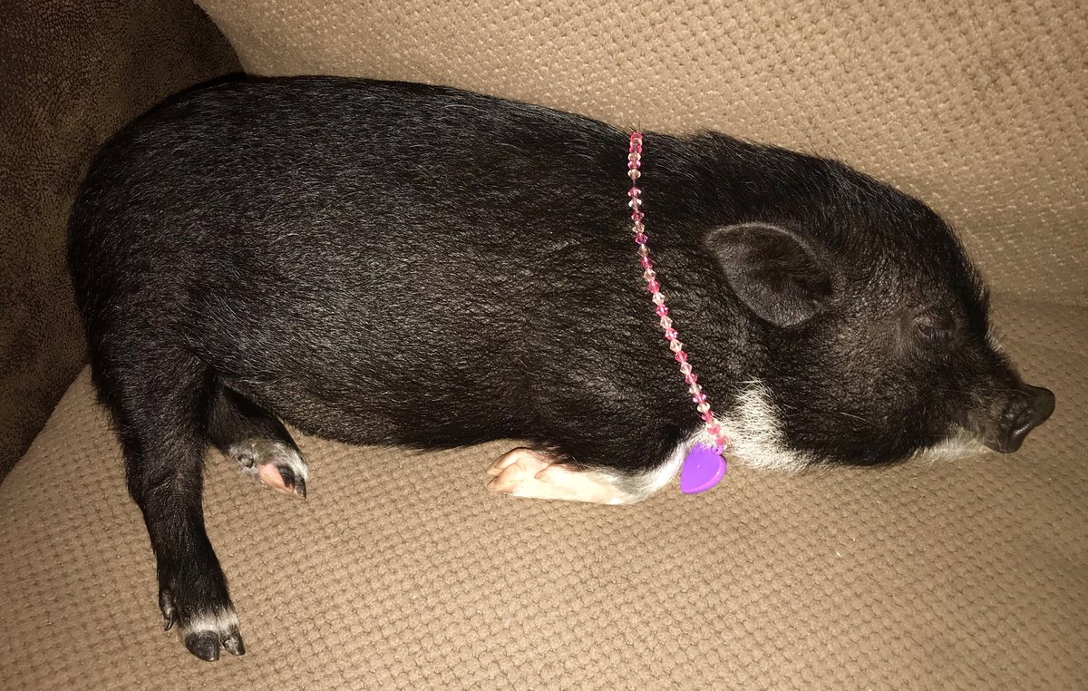 PatchThePig's tweet photo. Trying to get some beauty sleep. https://t.co/vd9LIGdoVd