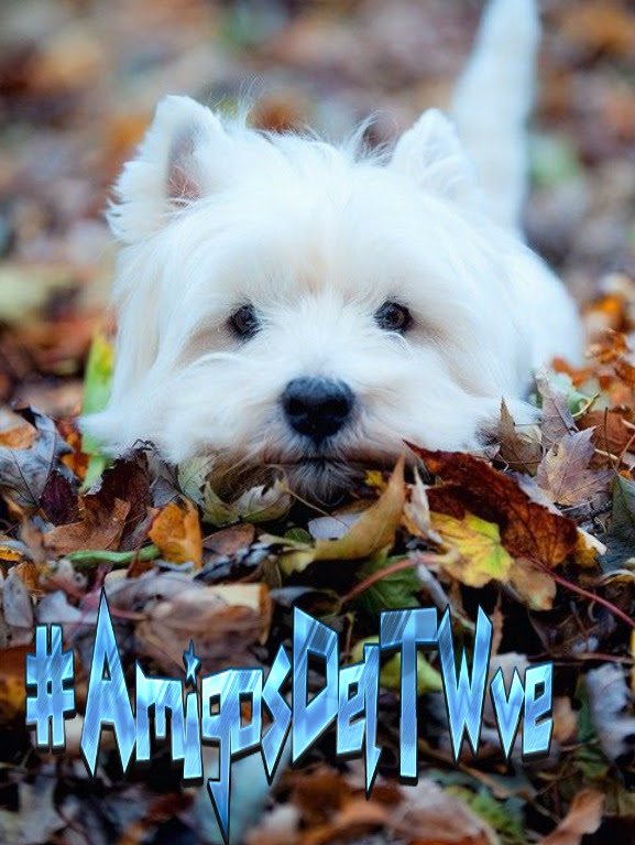 @EzelI0II <a href="/Sergio3712ok/">S € R G I O™ FRIENDS</a> <a href="/WebOz_/">✿✈Pєкємια✈✿</a> <a href="/FrancoFA89/">Franco</a> <a href="/Savierlope/">Savier Lopez 🇻🇪</a> @MariaToroDiana <a href="/JuanSGE/">juan sebastian</a> <a href="/danilogave/">DANILO Garcés 🇦🇷</a> <a href="/MartaAvendao/">Marta Avendaño 🍃🌸</a> <a href="/yonaikerco/">El KATIRE  Yonaiker</a> <a href="/ElderAcost/">ELDER AC✪STA 📚23ʸʳˢ⚽️</a> <a href="/Rubenve97/">Rubén Manrique 🇻🇪</a> @Ma77uT @adran7719 <a href="/Gachy__River/">Piel Morena🤍♥️🤍</a> <a href="/halconavicencio/">🌹❤️ELENA MIRANDA V.❤️🌹#E̲l̲e̲M̲i̲r̲a̲n̲d̲a̲</a> <a href="/como_angela/">💜💜Angelica💜💜</a> <a href="/MarceloMjrios/">🎰♠️ʍɑʀɔəɭʘ</a> <a href="/Antonyangel10/">Antony Taylor</a> <a href="/Alberto95ve/">Alberto Campos 🇻🇪</a> <a href="/SiozaGabo/">Gabo 2 🇪🇨</a> @118ROCIO26 <a href="/acostavlad32/">Vladimir Acosta</a> <a href="/ramses96fa/">ℝamsés 𝔽abrega 🇵🇦</a> <a href="/kazumive/">Kazumi Nagano 🇯🇵</a> <a href="/ferm_16/">F♡e♡r♡n♡a♡n♡d♡a #MGWV</a> <a href="/LuzAngelica_22/">🌞Luz Angelica🌞</a> @DIOSA_IRLANDESA <a href="/martalaury/">🇧🇷Mara Confiando Sempre em Deus..!🇧🇷</a> <a href="/marybelve/">MaryBell 🇻🇪</a> @SioGerman <a href="/h_bezerra/">Hamilton Bezerra 🐦</a> @ANDRES_METAL32 @TerapeutaTRE <a href="/SoiiiEmmanuel/">Emmanuel Cai</a> <a href="/MFF2711/">Cнιкι⚪️🔴⚪️</a> ✧🌟#SabadoConAmigos 
／＼～☆#AmigosDelTWve 👫
☕️～🍰
＼／
✧🌟<a href="/marybelve/">MaryBell 🇻🇪</a>
@SioGerman
<a href="/h_bezerra/">Hamilton Bezerra 🐦</a>
@ANDRES_METAL32
@TerapeutaTRE
<a href="/Tana_Pato/">🍃🌷ƬαƝα🌷🍃</a>
<a href="/SoiiiEmmanuel/">Emmanuel Cai</a>
<a href="/MFF2711/">Cнιкι⚪️🔴⚪️</a>